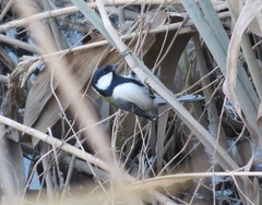 Parus minor