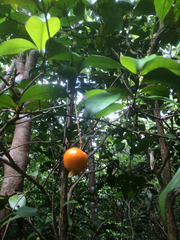 Eugenia reinwardtiana