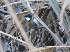 Parus minor