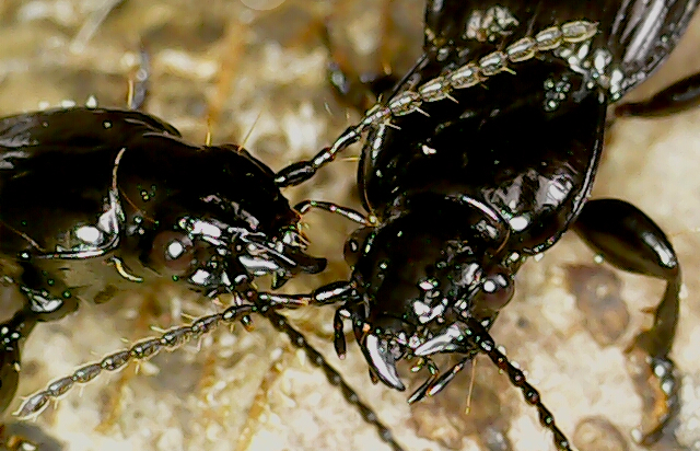 Holcaspis impigra