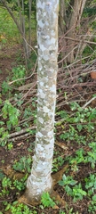 Zanthoxylum martinicense
