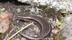 Common New Zealand Skink photo 2