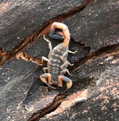 Reddyanus melanodactylus