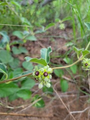 Raphionacme procumbens