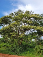Senegalia polyacantha