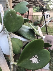 Hoya kerrii