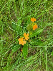 Crossandra greenstockii