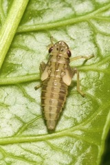 Evacanthus interruptus