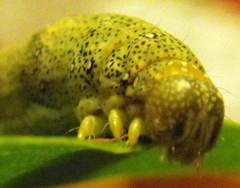 Speiredonia spectans