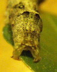 Speiredonia spectans