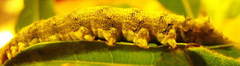 Speiredonia spectans