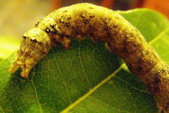 Speiredonia spectans