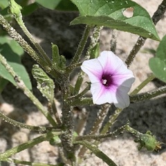 Ipomoea sinensis blepharosepala