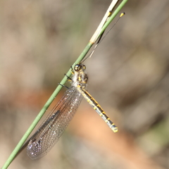 Suhpalacsa subtrahens