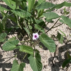 Ipomoea sinensis blepharosepala