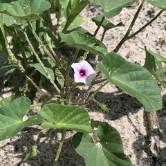 Ipomoea sinensis blepharosepala