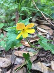 Viola purpurea quercetorum
