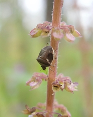 Eysarcoris distinctus