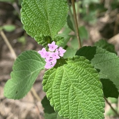 Lantana angolensis