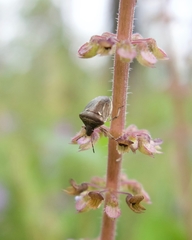Eysarcoris distinctus