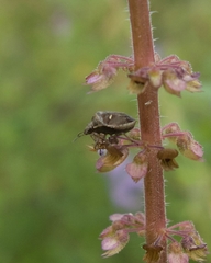 Eysarcoris distinctus