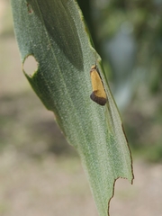 Microbela epicona