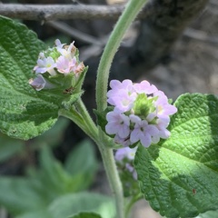 Lantana angolensis