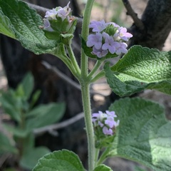 Lantana angolensis