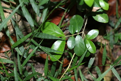 Cyclophyllum coprosmoides