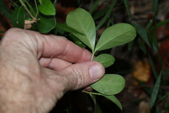 Cyclophyllum coprosmoides