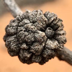 Apiomorpha strombylosa