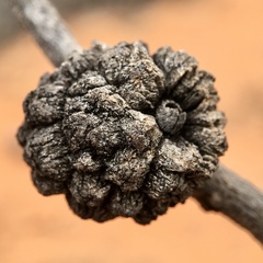 Apiomorpha strombylosa