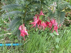 Clianthus