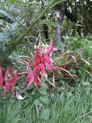 Clianthus
