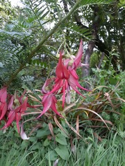 Clianthus