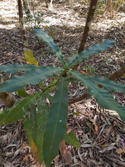 Macadamia tetraphylla