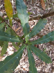 Macadamia tetraphylla