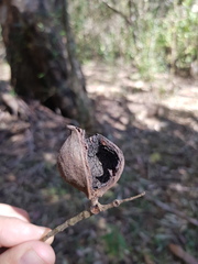 Macadamia tetraphylla