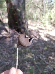 Macadamia tetraphylla