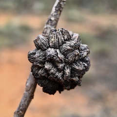 Apiomorpha strombylosa