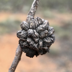 Apiomorpha strombylosa