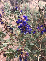 Psorothamnus fremontii