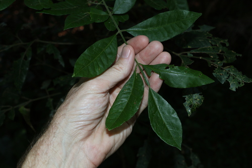 Image of Flindersia xanthoxyla by (c) Greg Tasney, some rights reserved (CC BY-SA)