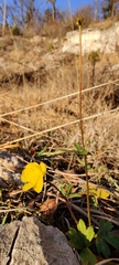 Ranunculus tuberosus