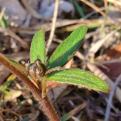 Ranunculus tuberosus