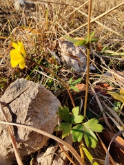 Ranunculus tuberosus