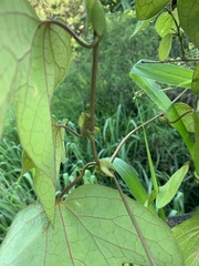 Aristolochia trilobata