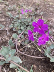 Commicarpus pentandrus