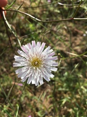 Malacothrix saxatilis tenuifolia