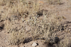 Muhlenbergia arenacea